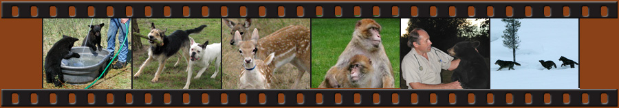 Animal Insight Wild and Domestic Animals for Film, TV and Commercials