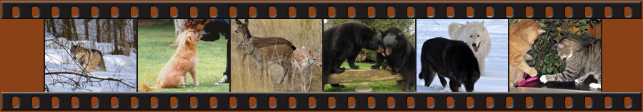 Animal Insight Wild and Domestic Animals for Film, TV and Commercials
