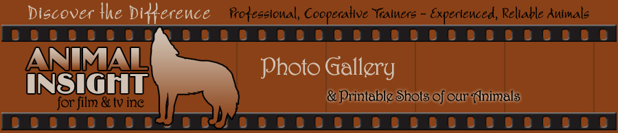 Wild and Domestic Animals for Film and TV