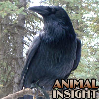 Bird Photos including Raven, Dove, Parrot, Owl, Pigeon