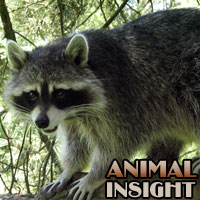 Woodland Critter Photos