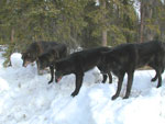 Group Wolves