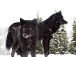 Group Wolves II